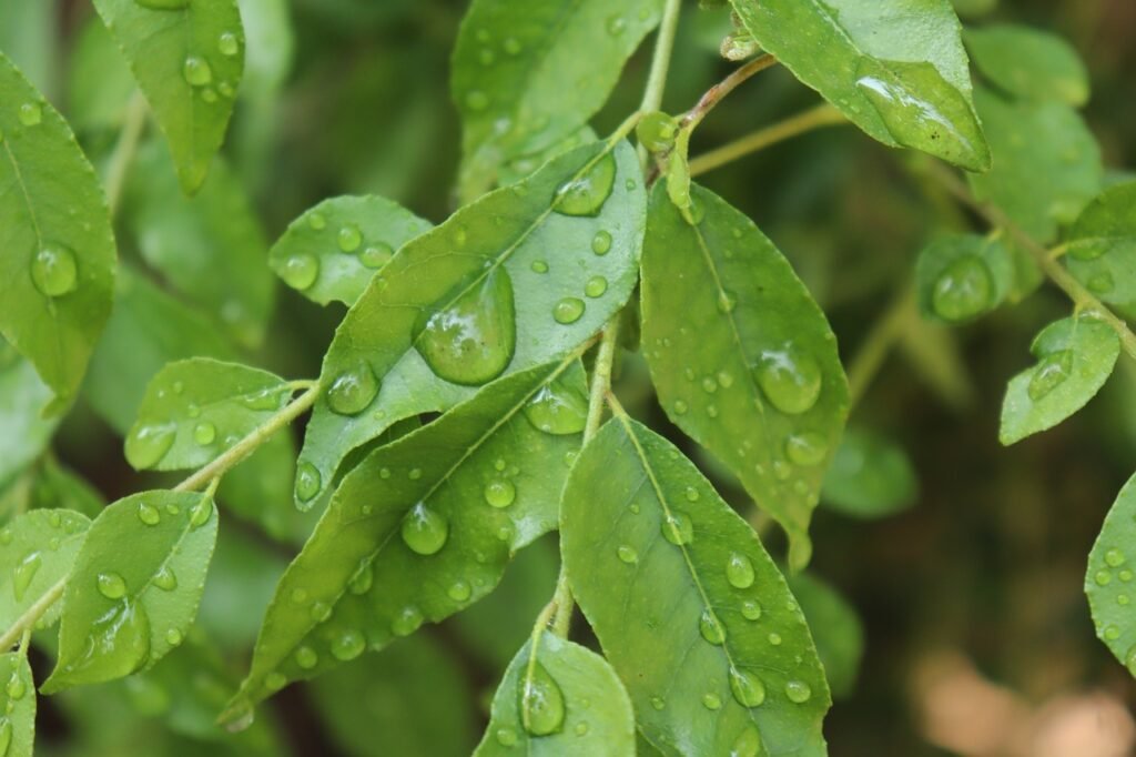 Digestive to Hair Health: 5 life-changing benefits of drinking curry leaves water every morning