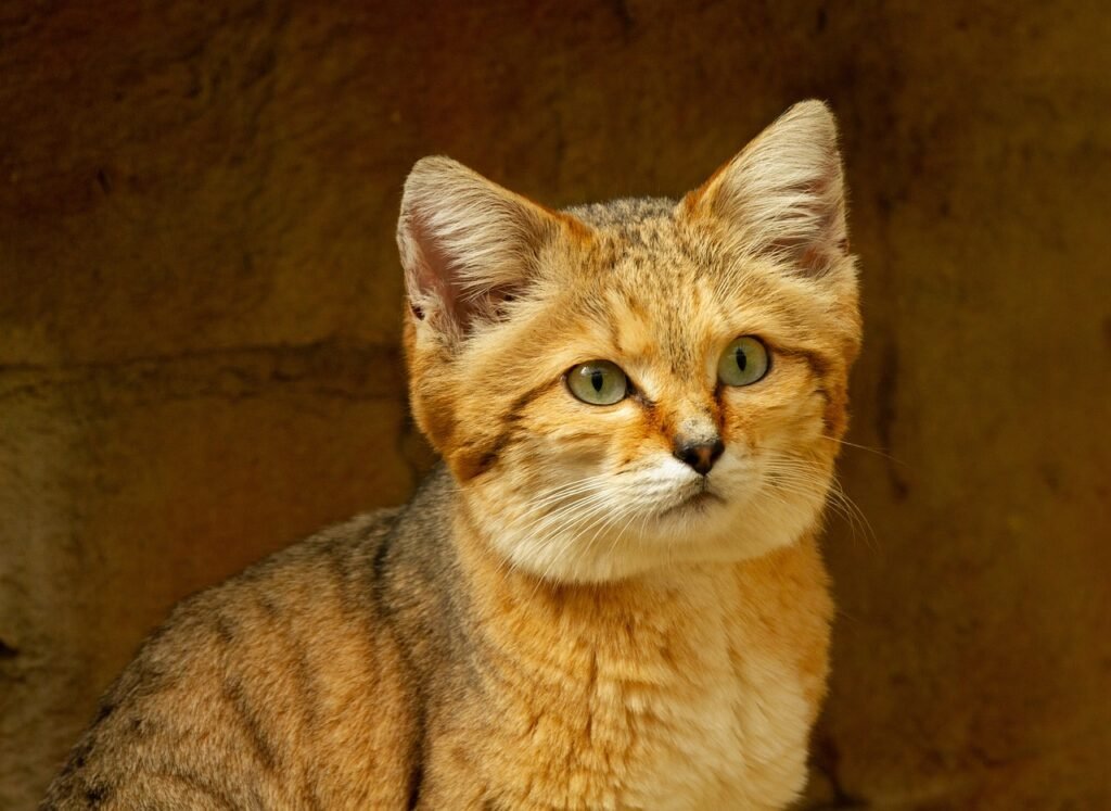 sand-cats-food-diet