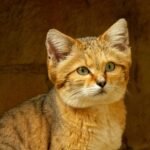 sand-cats-food-diet